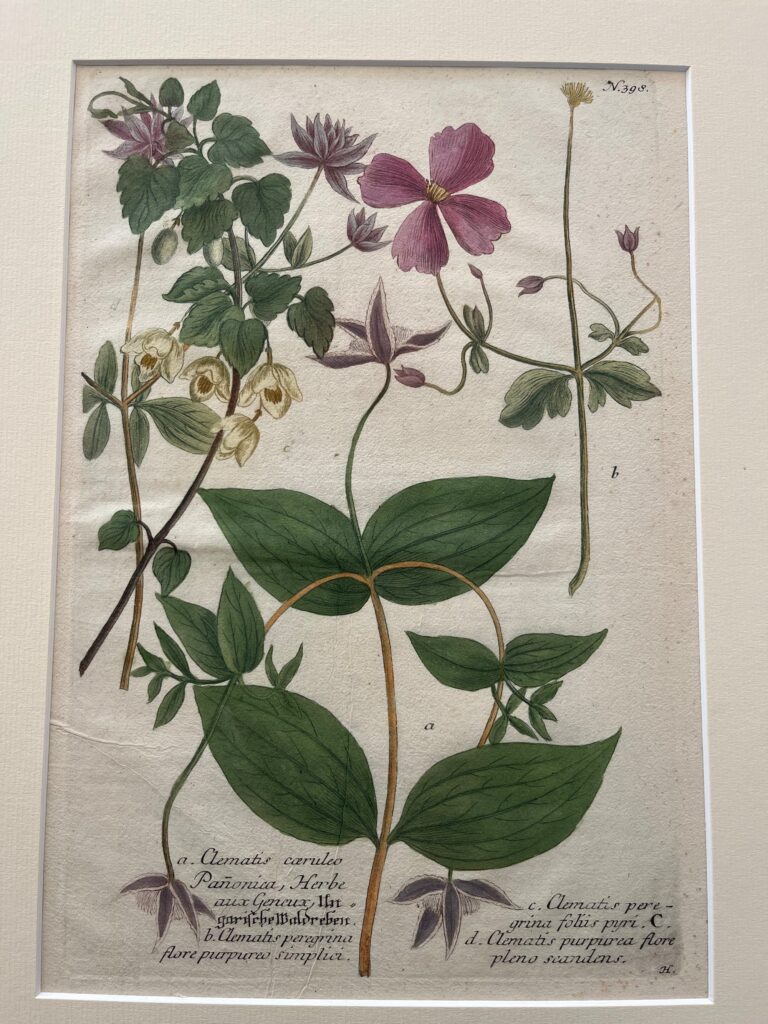 Plate 398 by Weinmann