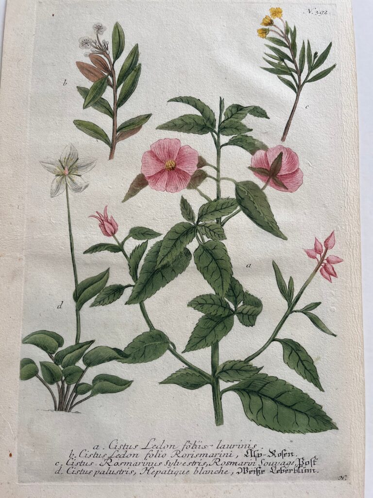 Weinmann Cistus Plate 392