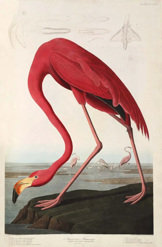 American Flamingo John James Audubon