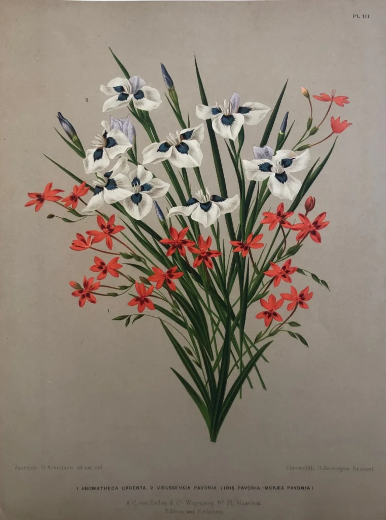 vintage Haarlem floral lithograph - Anomatheca Cruenta botanical print