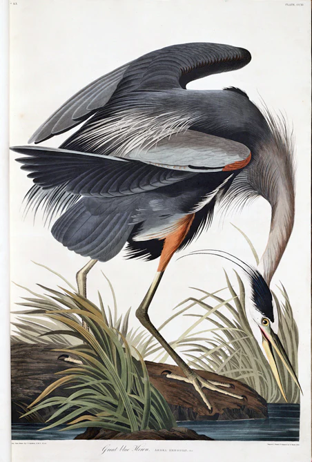 Audubon Great Blue Heron print - Great Blue Heron Audubon