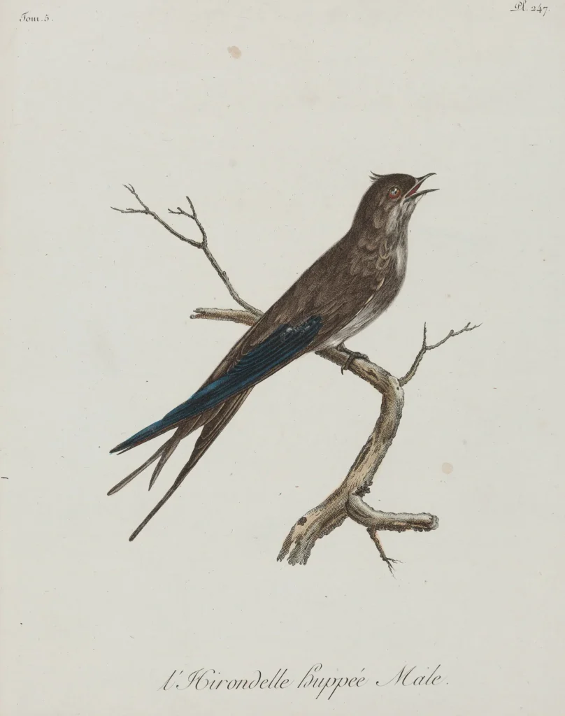 Vintage Afrikaanse vogelprent - l'Hirondelle huppée door Levaillant