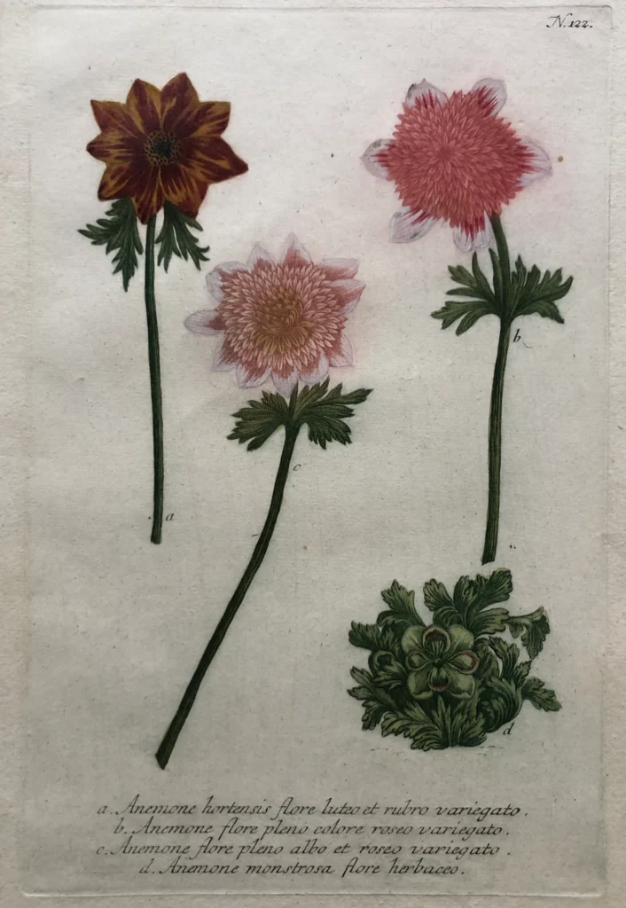 Antique anemone print - Anemone by Weinmann antiquariaat devries and devries