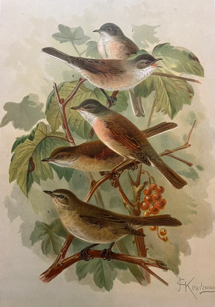 Lesser Whitethroat Bird Chromolithograph - Birdprint Lesser Whitethroat antiquariaat devries and devries