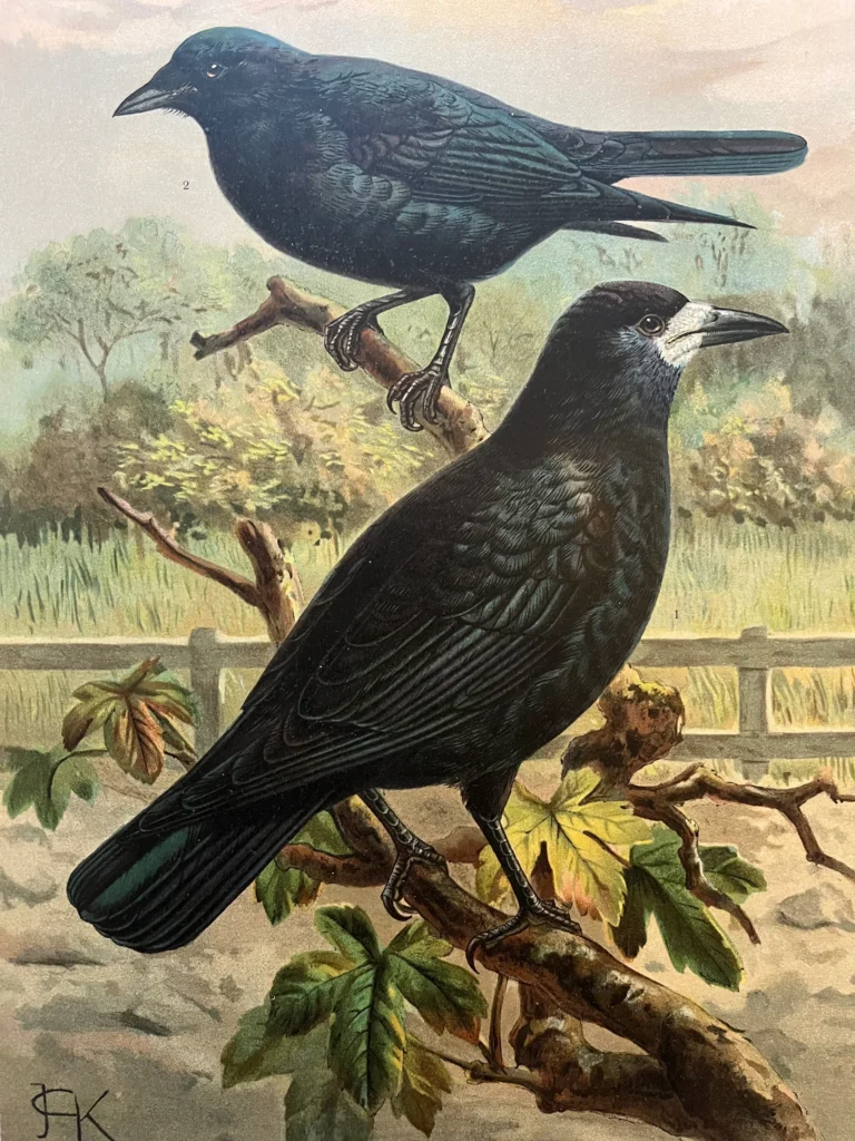 Rook Bird Chromolithograph - Birdprint Rook antiquariaat devries and devries