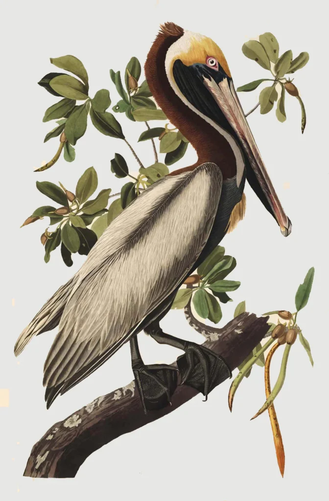 Audubon Brown Pelican Giclée - Brown Pelican antiquariaat devries and devries