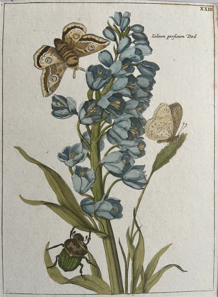 Lilium Handcolored Engraving by Myling - Lilium antiquariaat devries and devries