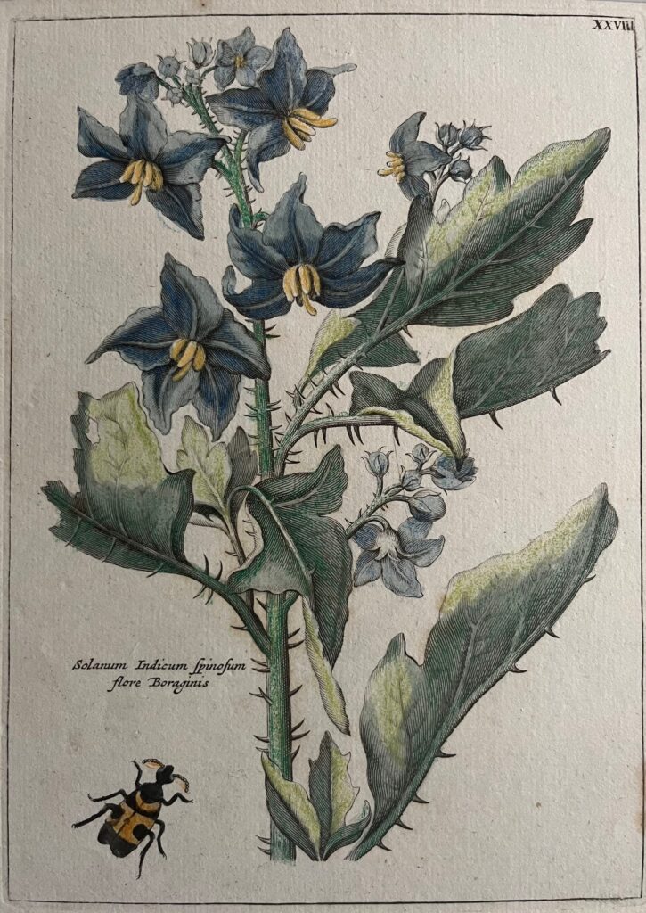 Solanum Handcolored Engraving by Myling - Solanum antiquariaat devries and devries